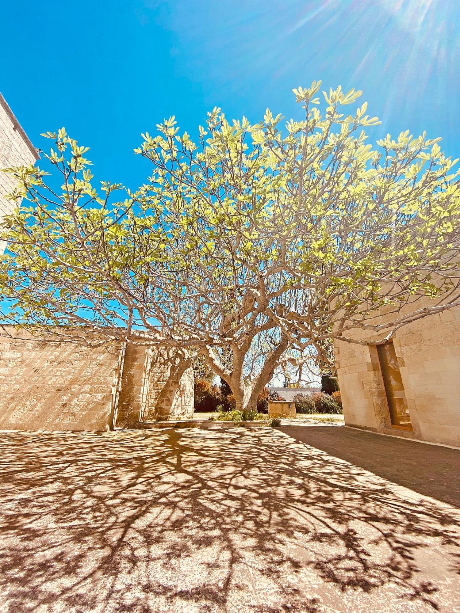 Masseria La Millenaria 新福卡 外观 照片